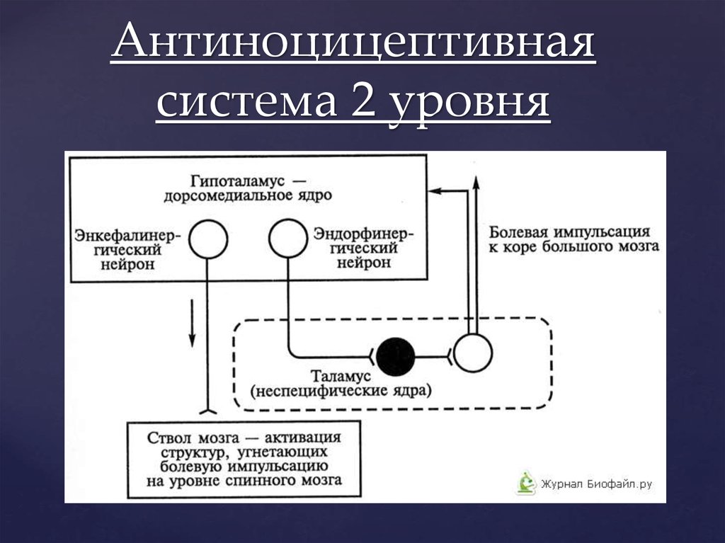 Схема антиноцицептивной системы