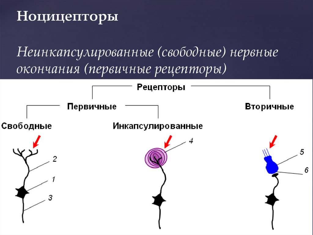 Болевые рецепторы. Ноцицепторы свободные нервные окончания. Болевые рецепторы ноцицепторы. Неинкапсулированные нервные окончания. Ноцицепторы это рецепторы.