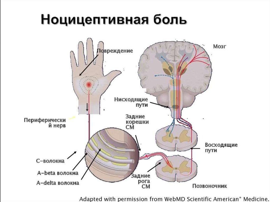 Центральные механизмы ноцицепции презентация