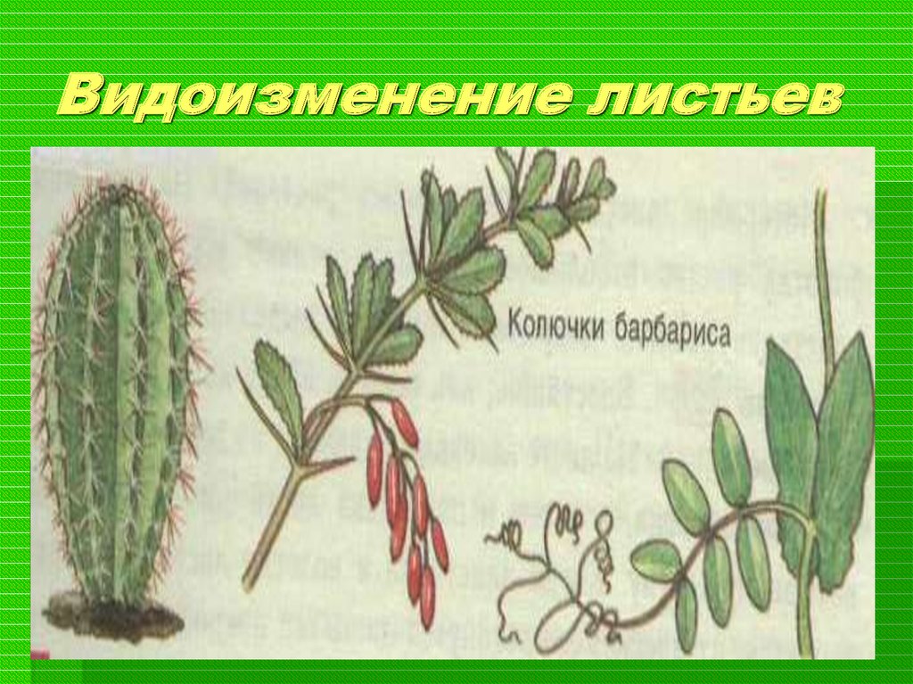 Видоизменение листа. Колючка барбариса это видоизменение. Барбарис видоизменение листьев. Видоизменения листа. Схема видоизменения листьев.