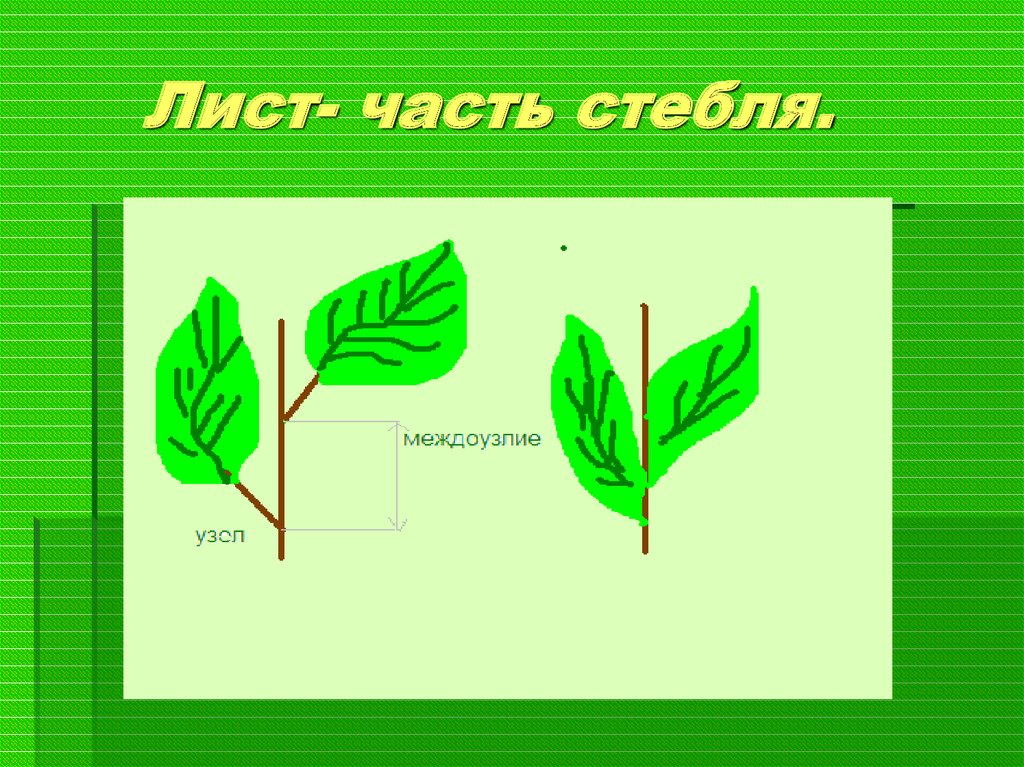 Что является основанием листа. Части черешкового листа. Лист для презентации.