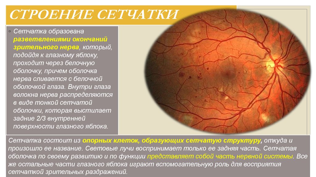 Структура сетчатки глаза