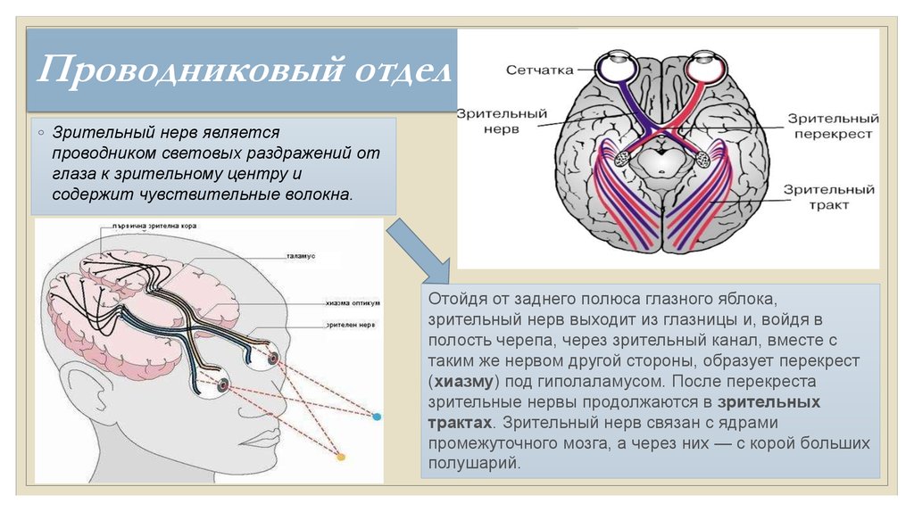 Нервы обонятельный зрительный. Проводниковый отдел зрительного анализатора функции. Проводниковый отдел зрительного анализатора строение. Путь зрительного анализатора анатомия. Структура проводникового отдела зрительного анализатора.