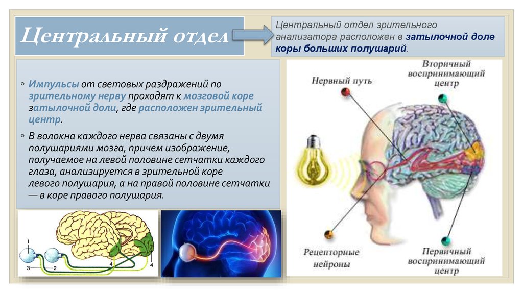 Где расположен центр. Центральный отдел зрительного анализатора функции. Где располагается Центральный отдел зрительного анализатора. Строение центрального отдела зрительного анализатора. Центральный корковый отдел анализатора.