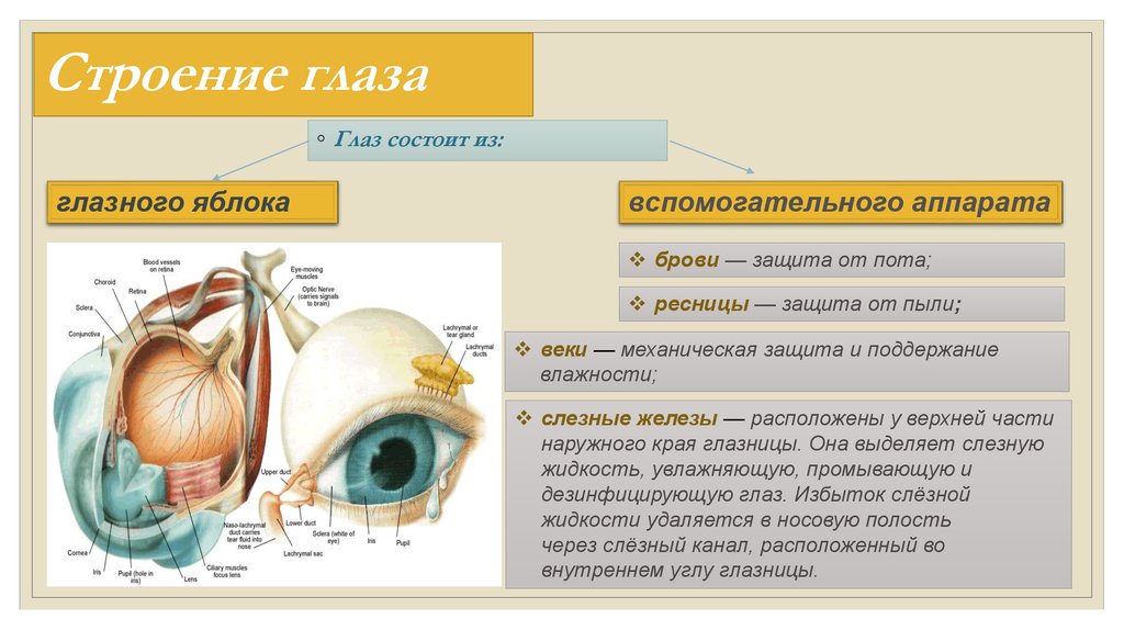 Орган зрения строение и функции глаза. Орган зрения глазное яблоко вспомогательный аппарат анатомия. Зрительный анализатор строение глаза таблица. Орган зрения схема глазное яблоко и вспомогательный аппарат. Функции вспомогательных структур глаза.