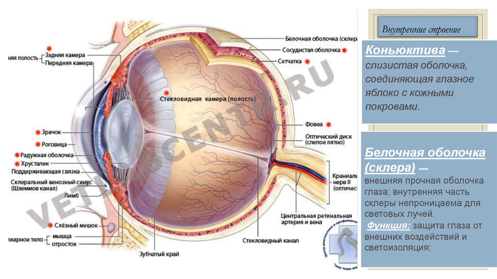 Белочная сосудистая сетчатка защита от механических. Строение склера глаза собаки. Лимб роговицы строение. Роговица глазного яблока анатомия. Склера сосудистая оболочка сетчатка.