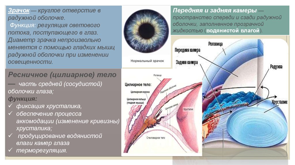 Радужка является частью оболочки глаза. Функция оболочки зрачок, строение. Мышцы Радужки. Регуляция просвета зрачка. Изменение диаметра зрачка.