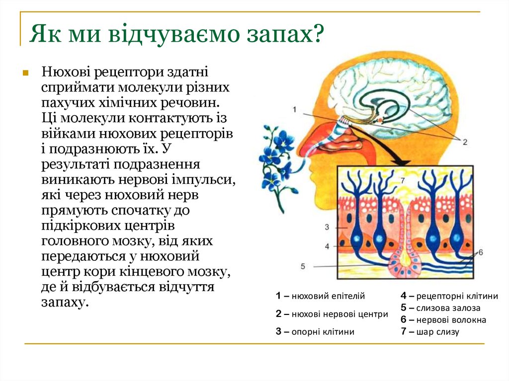 ÐžÑÐ½Ð¾Ð²Ð½Ñ– ÑÐµÐ½ÑÐ¾Ñ€Ð½Ñ– ÑÐ¸ÑÑ‚ÐµÐ¼Ð¸ Ð¾Ñ€Ð³Ð°Ð½Ñ–Ð·Ð¼Ñƒ Ð»ÑŽÐ´Ð¸Ð½Ð¸ - Ð¿Ñ€ÐµÐ·ÐµÐ½Ñ‚Ð°Ñ†Ð¸Ñ Ð¾Ð½Ð»Ð°Ð¹Ð½