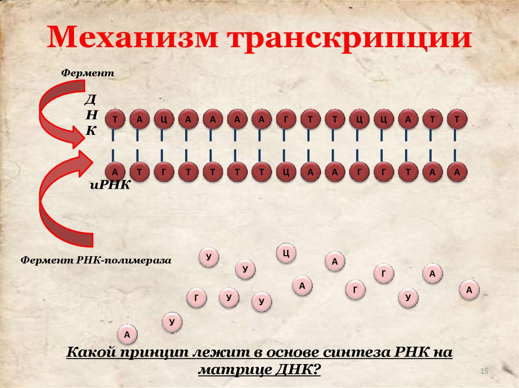 Транскрипция схема ферменты