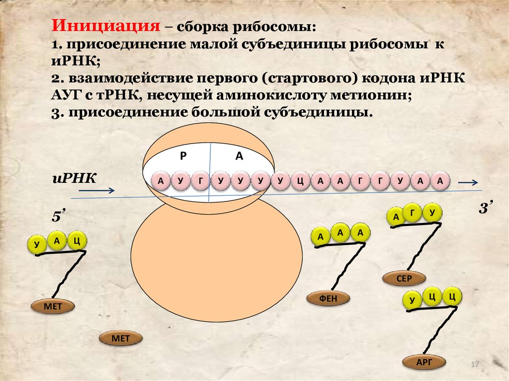 Синтез белка презентация 10 класс биология