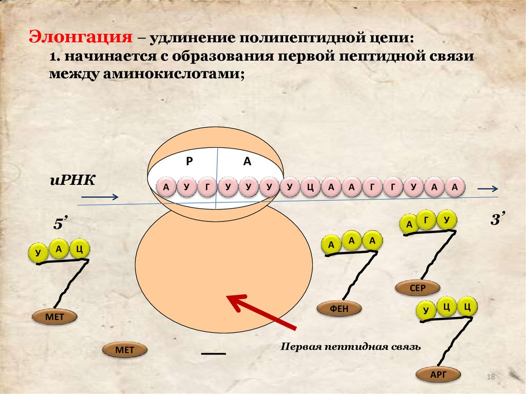 Какой процесс происходит в органоиде показанном на рисунке образование рибосом синтез белка