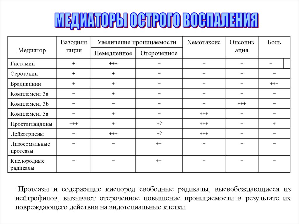 Как увеличить проницаемость. Брадикинин и гистамин.