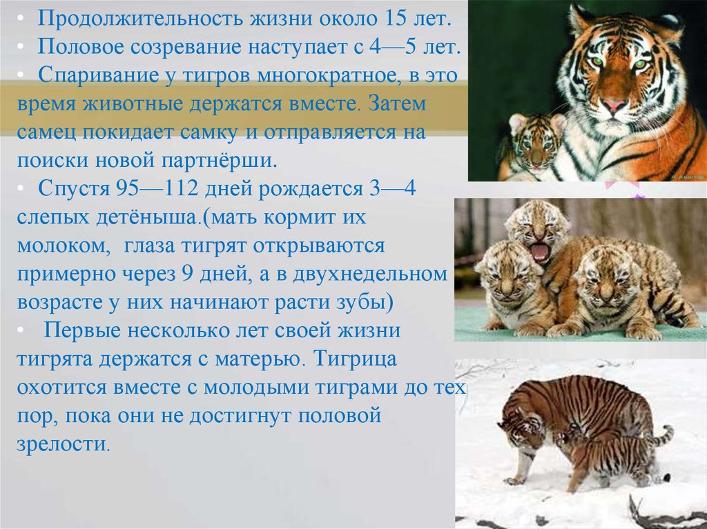 Тигр живет на материке. Продолжительность жизни тигров. Амурский тигр Продолжительность жизни. Сколько живут тигры. Продолжительность жизни тигра в природе.