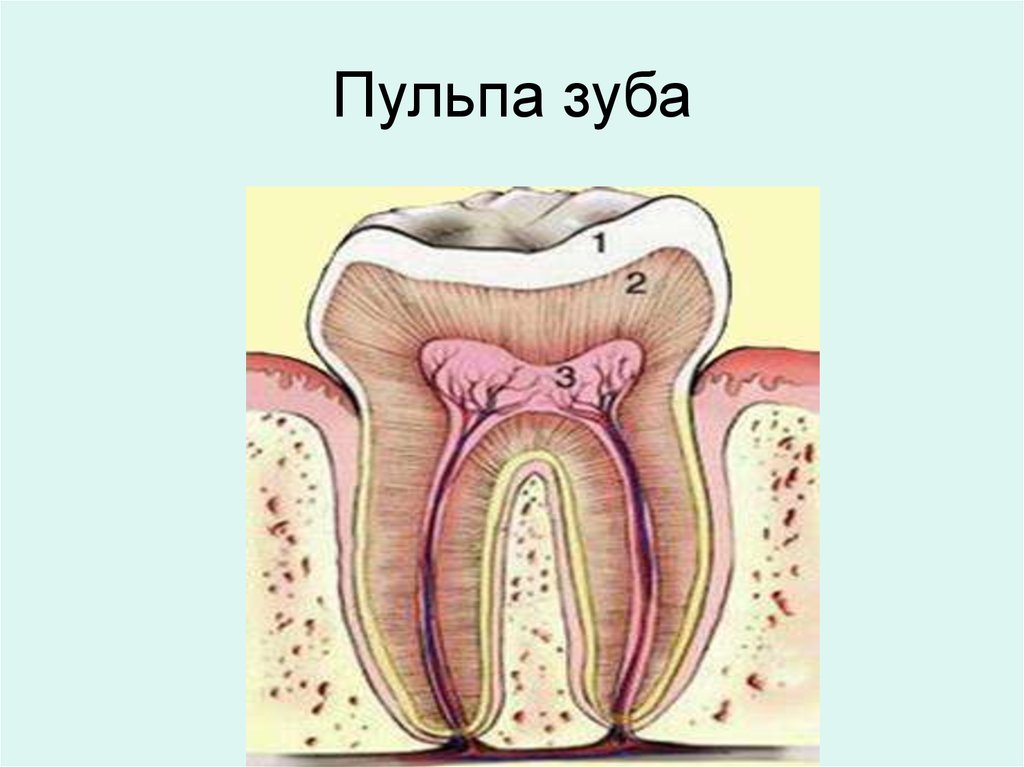 Пульпа зуба презентация