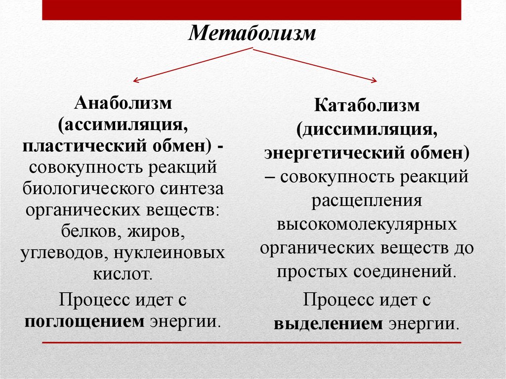 Совокупность реакций синтеза органических. Ассимиляция анаболизм и диссимиляция катаболизм. Анаболизм и катаболизм две стороны единого процесса метаболизма. Обмен веществ ассимиляция и диссимиляция. Процессы ассимиляции и диссимиляции веществ..