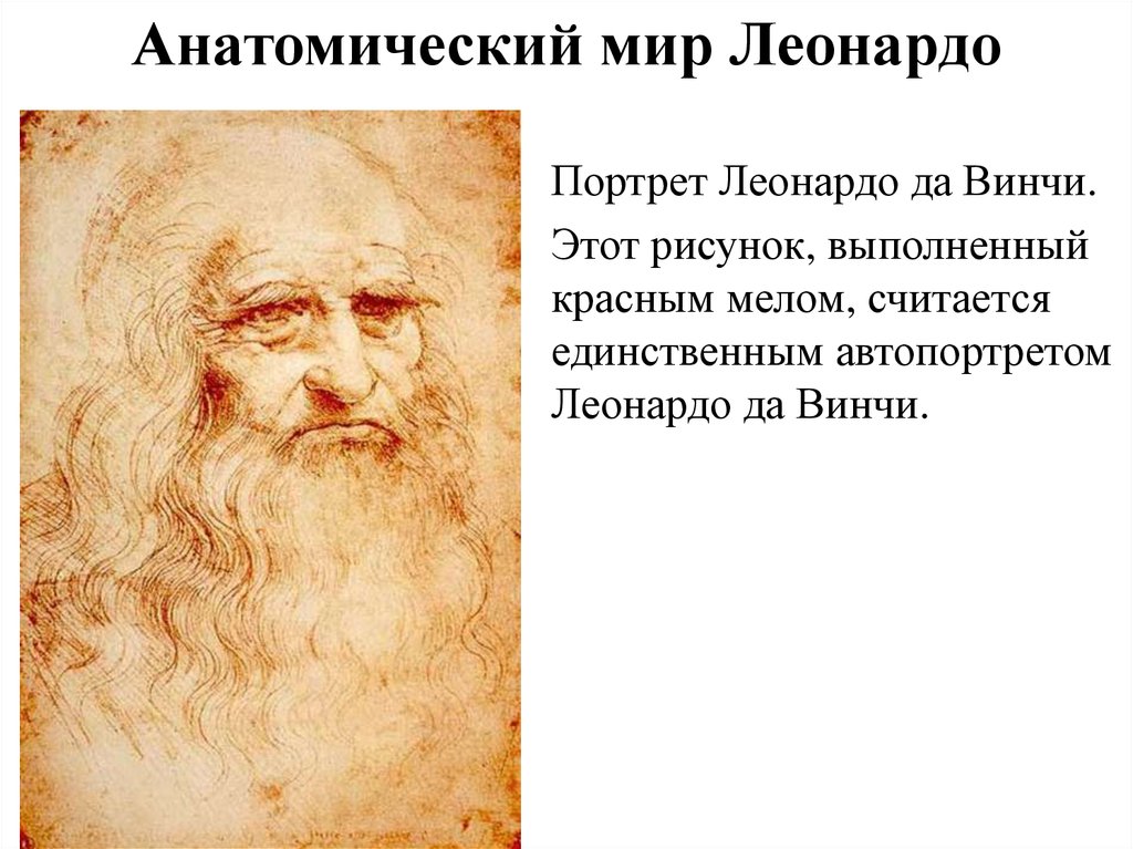 Анатомический мир Леонардо