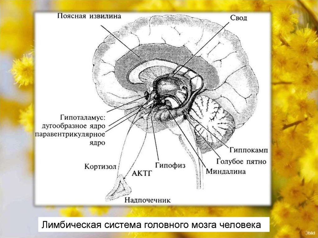 Физиология мотиваций и эмоций презентация