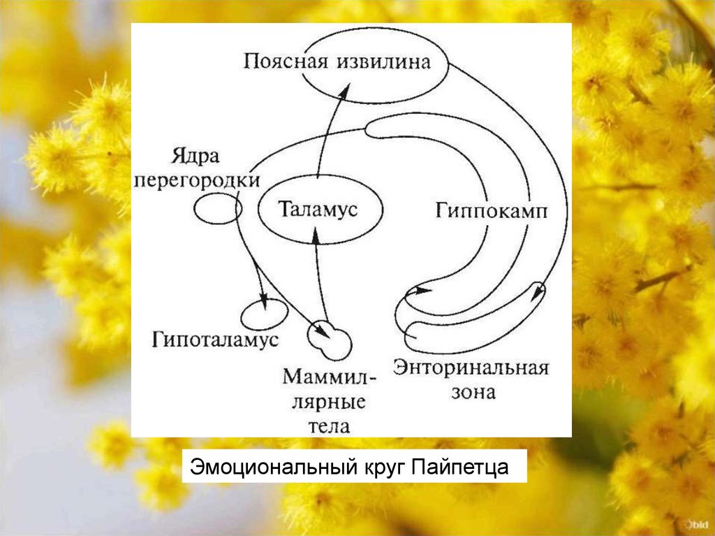 Физиология мотиваций и эмоций презентация