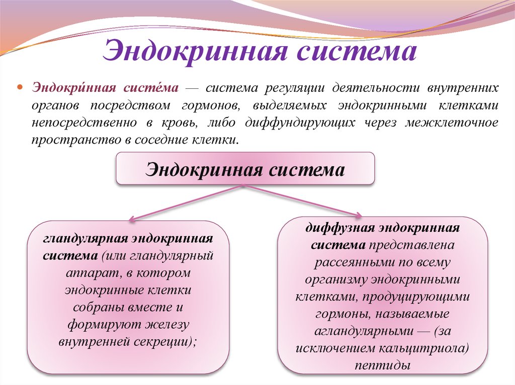 Эндокринная система это. Эндокринная система, ее составные компоненты.. Гландулярная и диффузная эндокринная система. Диффузия эндокринной системы. Регуляция деятельности внутренних органов.