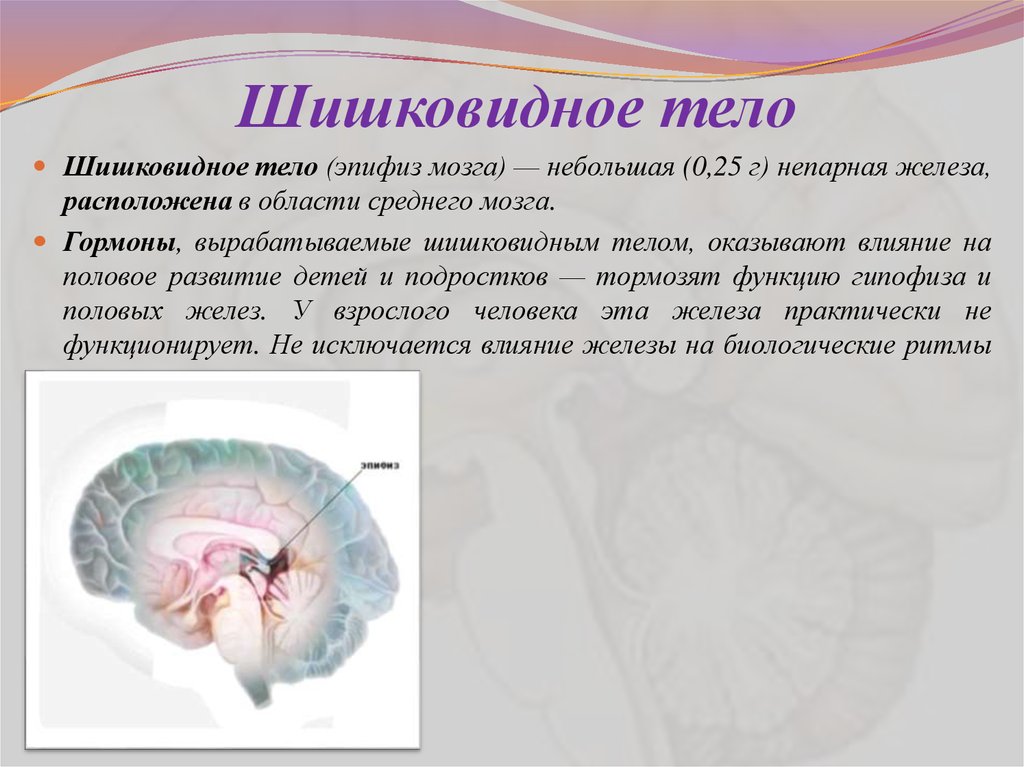 Эпифиз. Эпифиз шишковидное тело. Строение головного мозга эпифиз. Шишковидное тело в головном мозге. Мозг человека шишковидная железа.