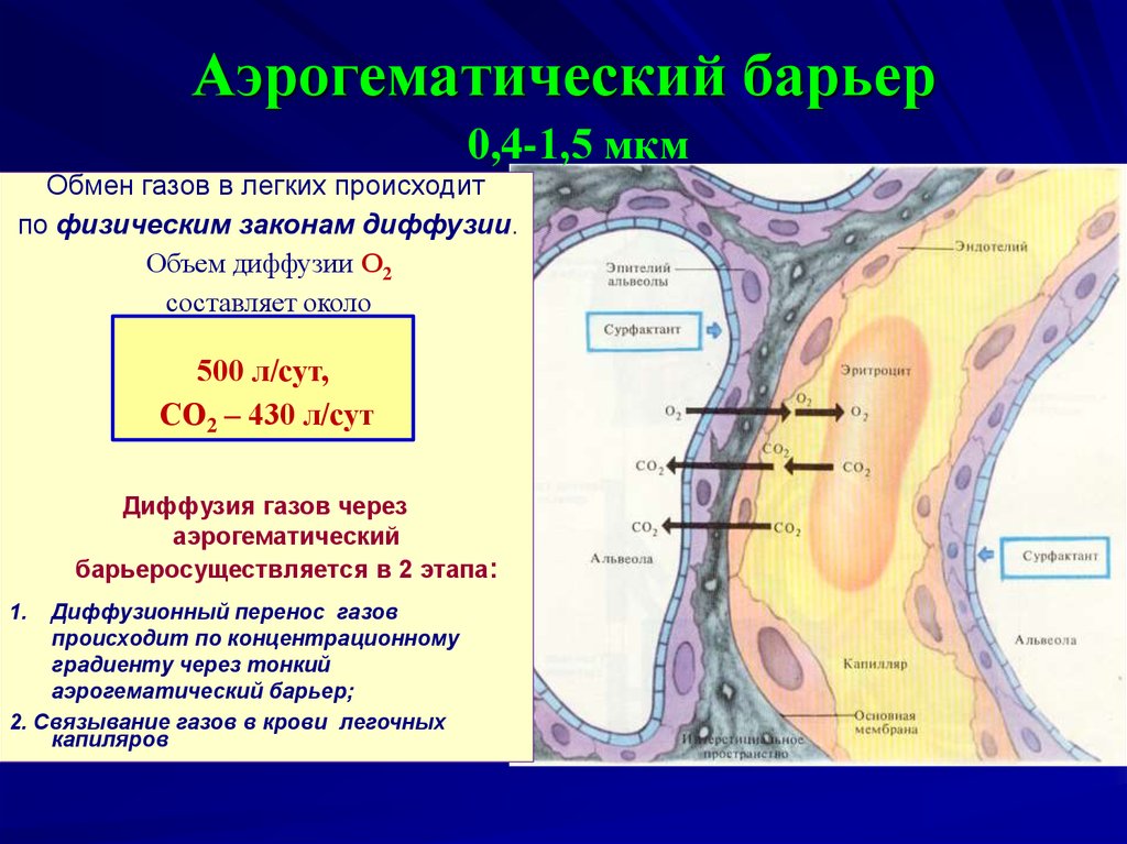 Аэрогематический барьер схема