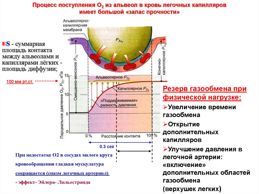 Какие процессы обеспечивают газообмен в тканях