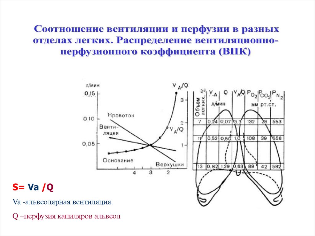 Вентиляция альвеол в разных отделах легких. Соотношение вентиляции и перфузии в различных отделах легких. Коэффициент вентиляции перфузии.