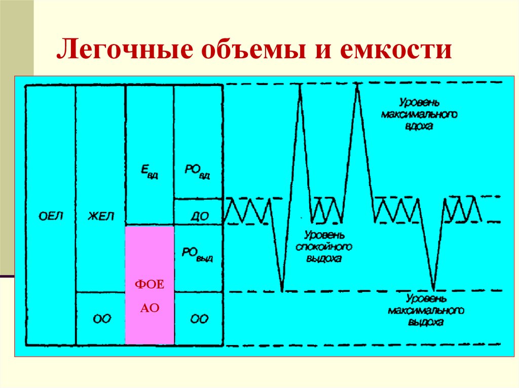 Схема легочных объемов