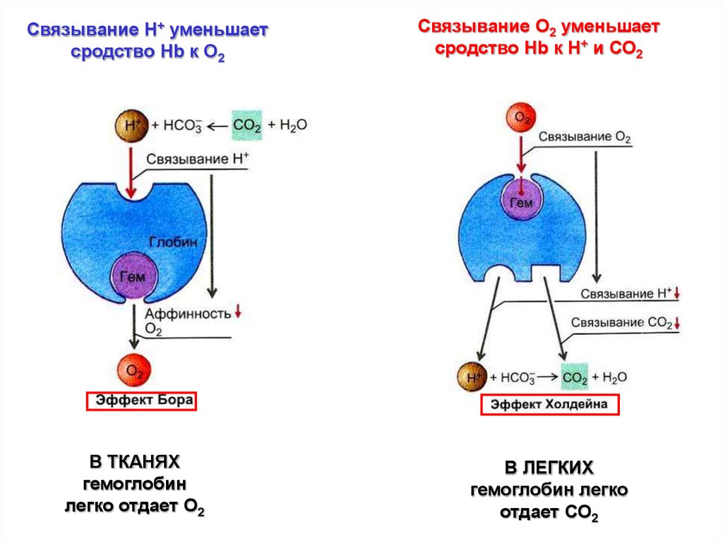 Транспорт газов картинка