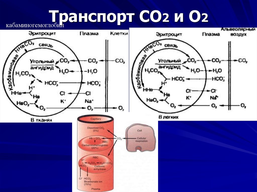 Со2 что это. Транспорт со2 кровью. 2 Транспорт. Транспорт газов о2 и со2 кровью. Формы транспорта со2 кровью.