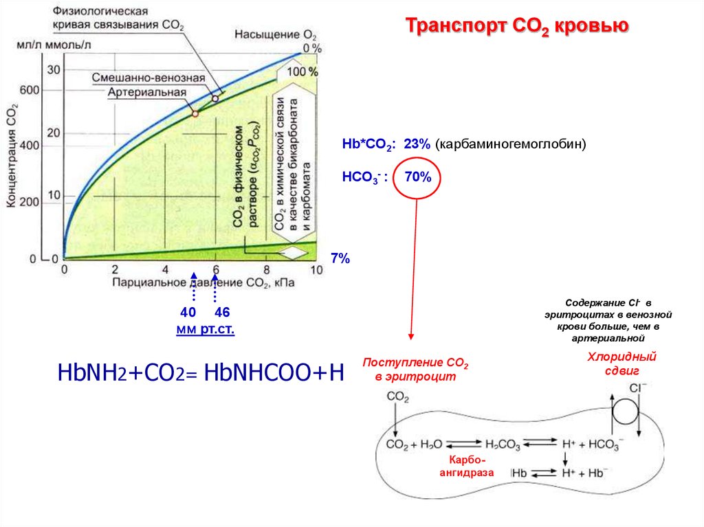 Характеристика газообмена