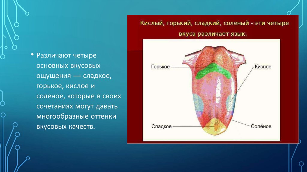 Зона языка отмеченная на рисунке цифрой 4 распознает вкус