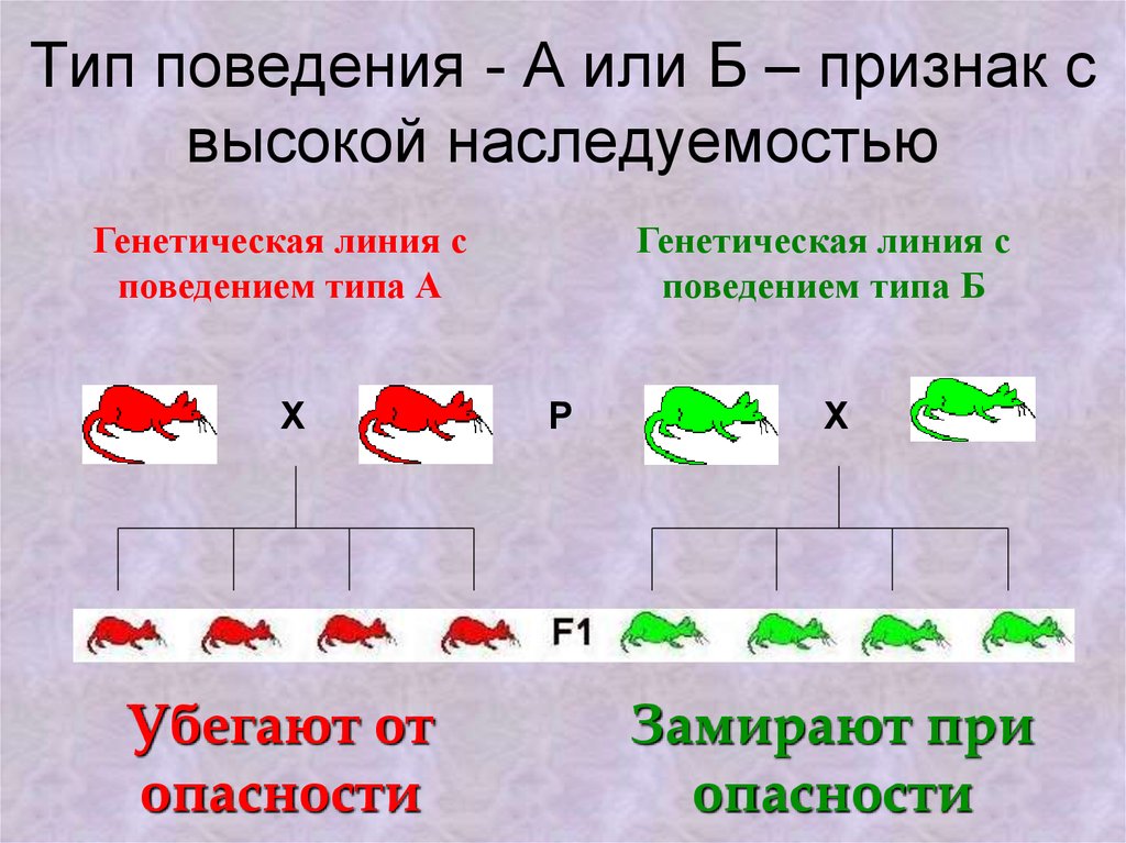 Типы поведения. Линии поведения виды. Поведенческие типы. Поведенческий Тип б.