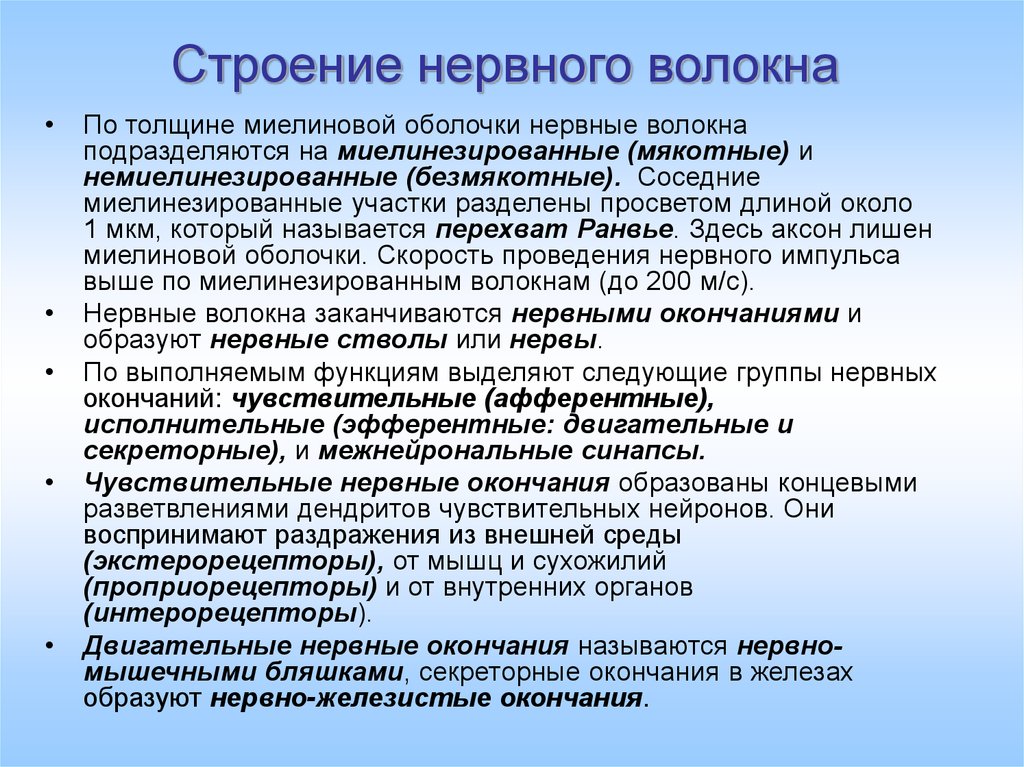 Чувствительные окончания. Окончания двигательных нервных волокон. Чувствительное окончание нервного волокна называется. Нервные волокна и их окончания. Чувствительное окончание нервного волокна.