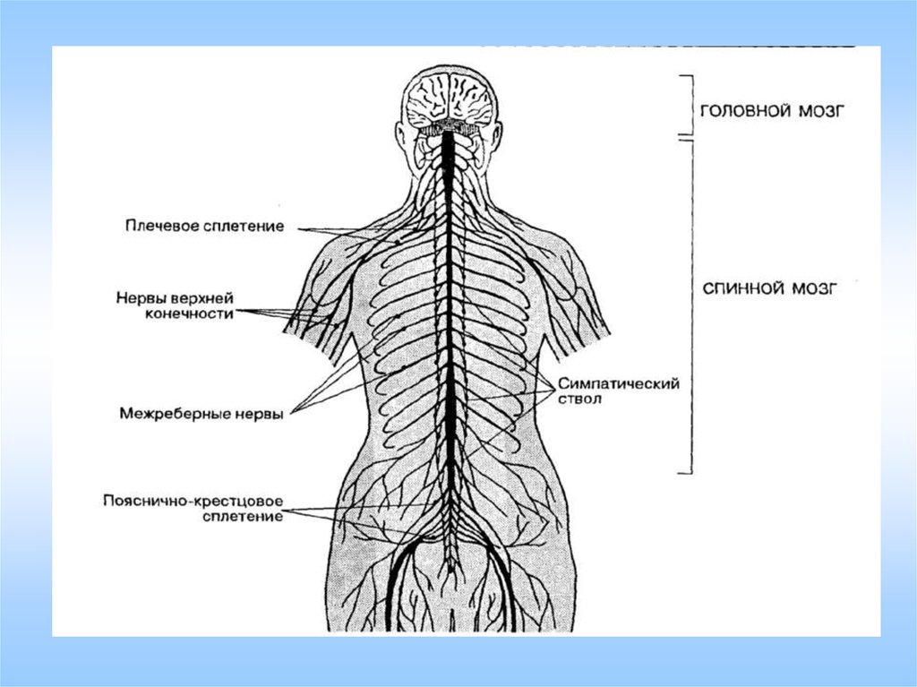Нервная система рисунок