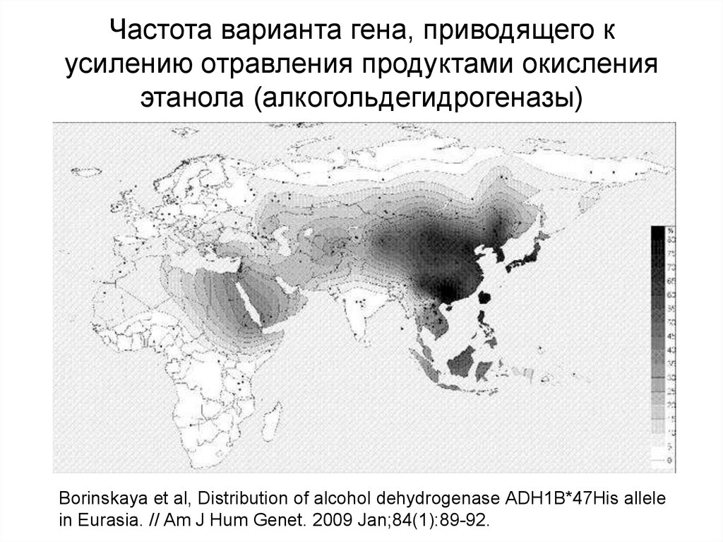Частота варианта гена, приводящего к усилению отравления продуктами окисления этанола (алкогольдегидрогеназы)