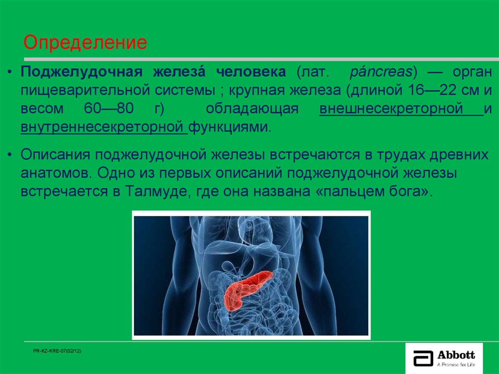 Крупная железа. Железы человека. Крупные железы пищеварительной системы. Поджелудочная железа определение.