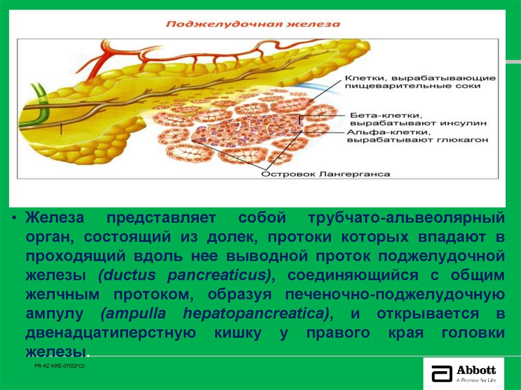 Представленная железа