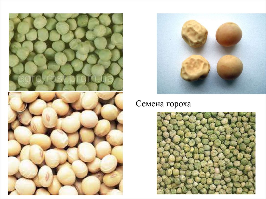 Горох сера. Семена гороха семена гороха. Семена горох Жегалова. Семена гороха Сомервуд. Сухие семена гороха.