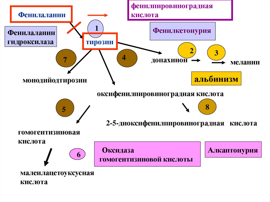 Фенилаланин это. Фермента фенилаланин-4-гидроксилаза. Фенилкетонурия фермент фенилаланин-4-гидроксилаза. Фенилаланин оксидаза. Фенилаланин в фенилпировиноградная кислота.