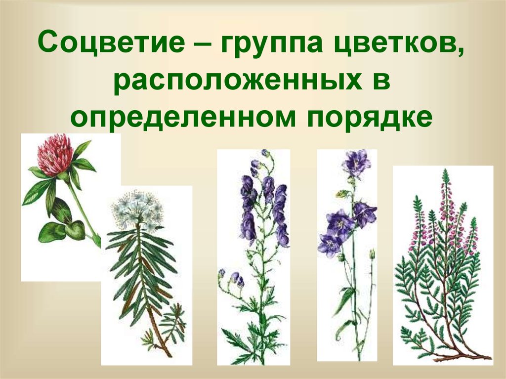Соцветие – группа цветков, расположенных в определенном порядке
