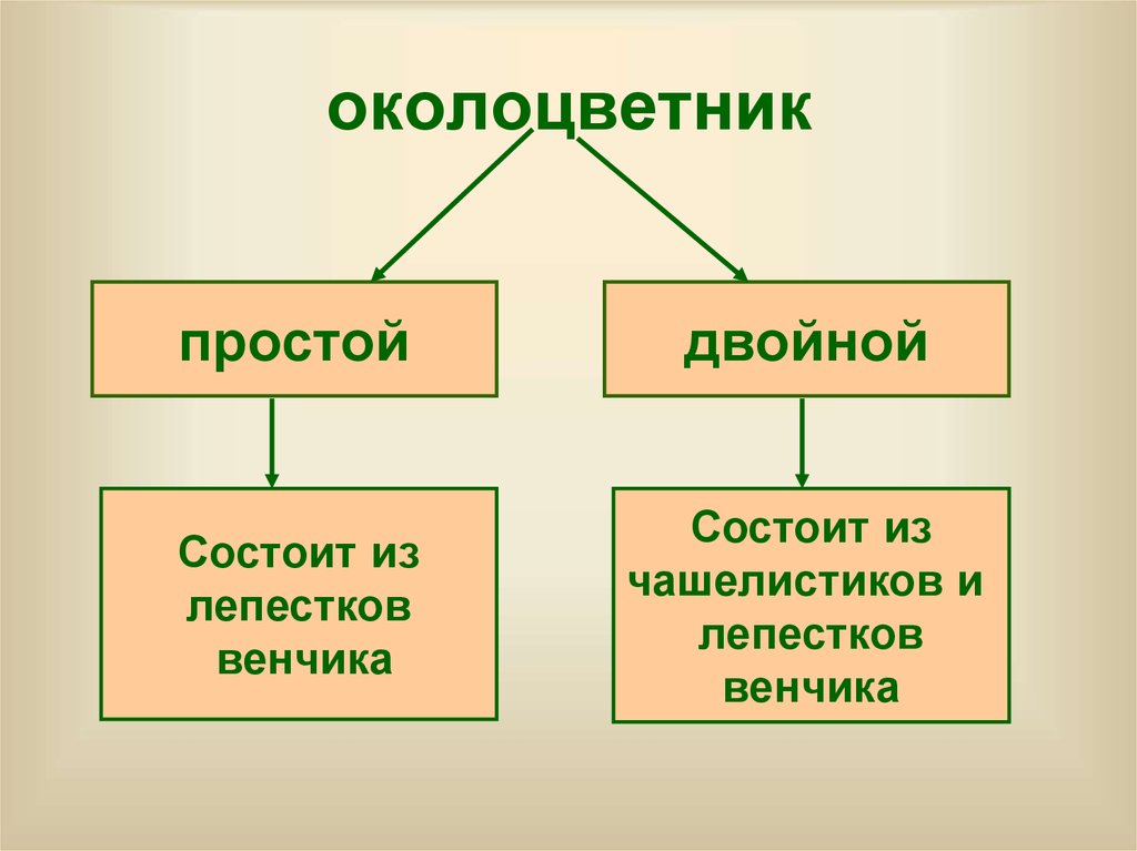 околоцветник