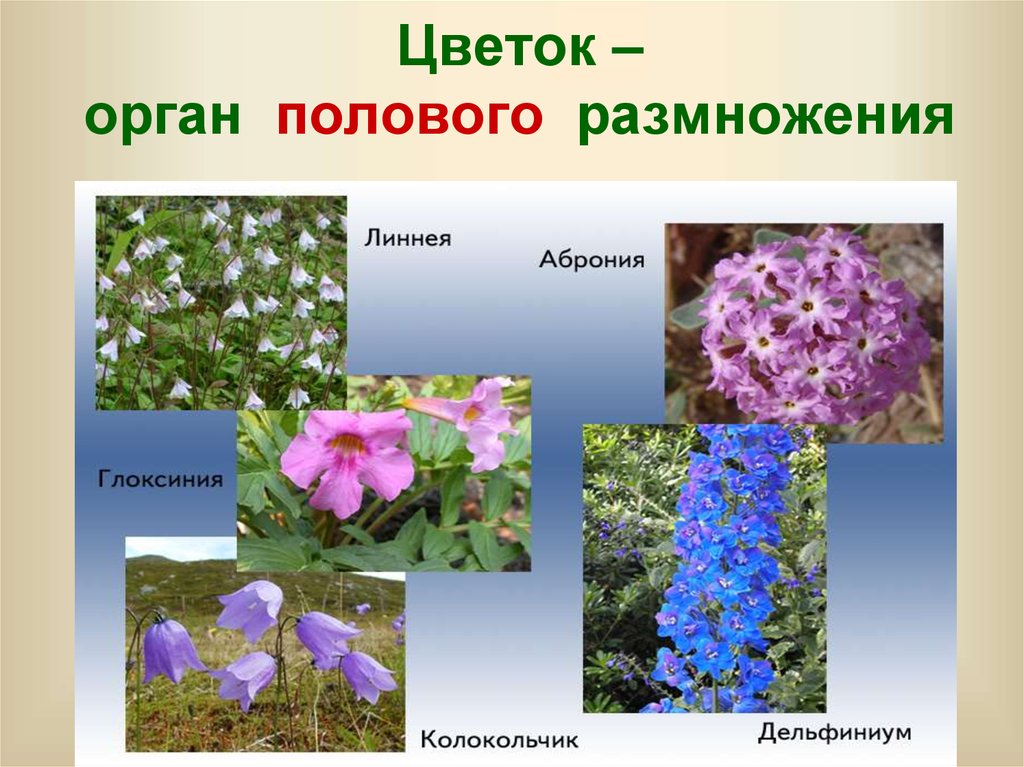 Есть цветок это орган. Генеративный период растения фото. Не знаю цветок это орган полового размножения.