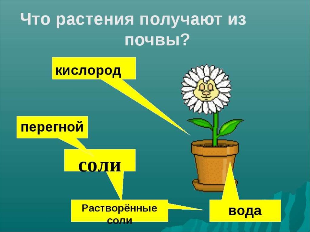 Значение роста в жизни растений 5. Что растения получают из почвы. Питание растений. Растение из почвы. Питание растений из почвы.