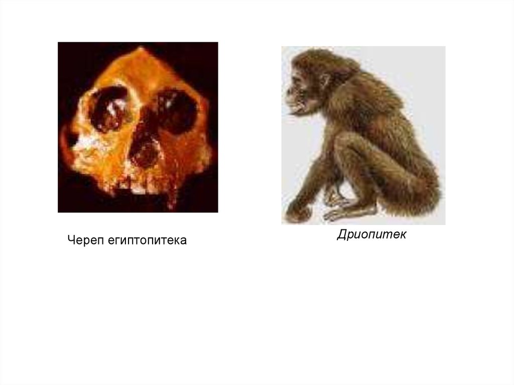 2 семейства отряда приматы. Дриопитеки.