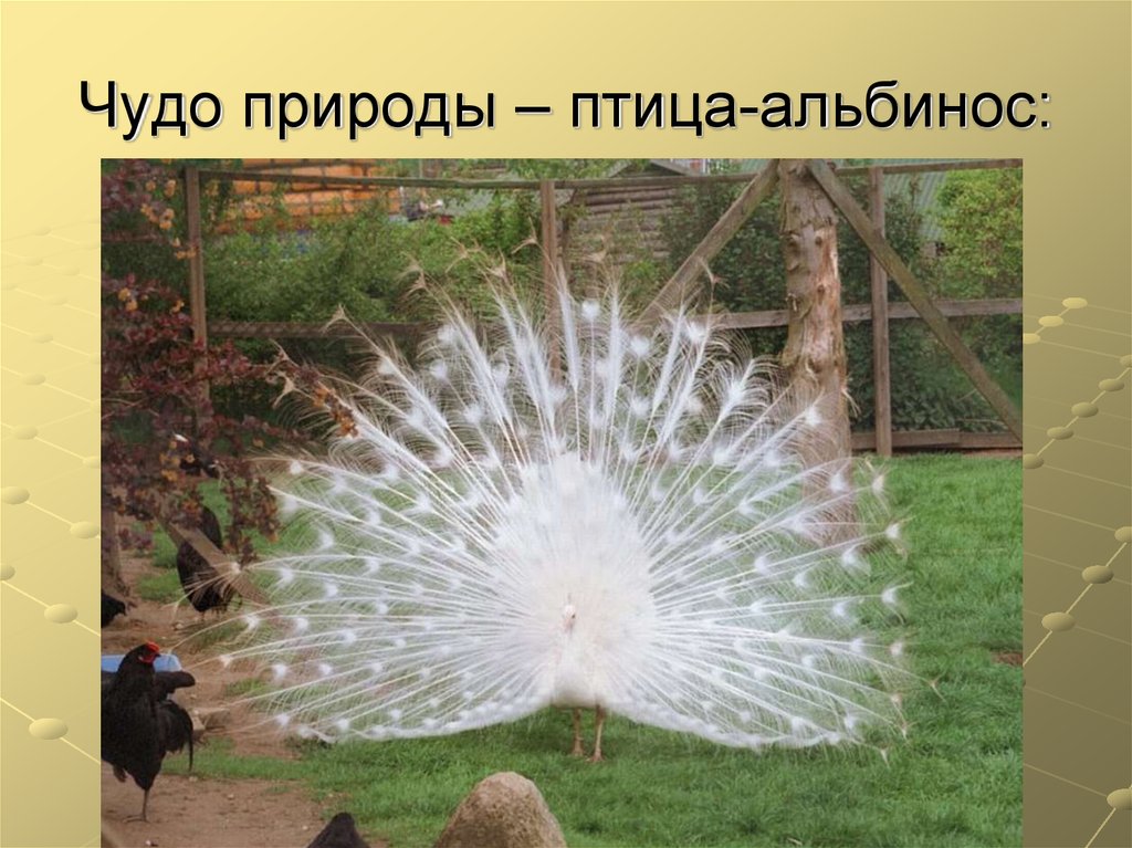 Чудо природы – птица-альбинос: