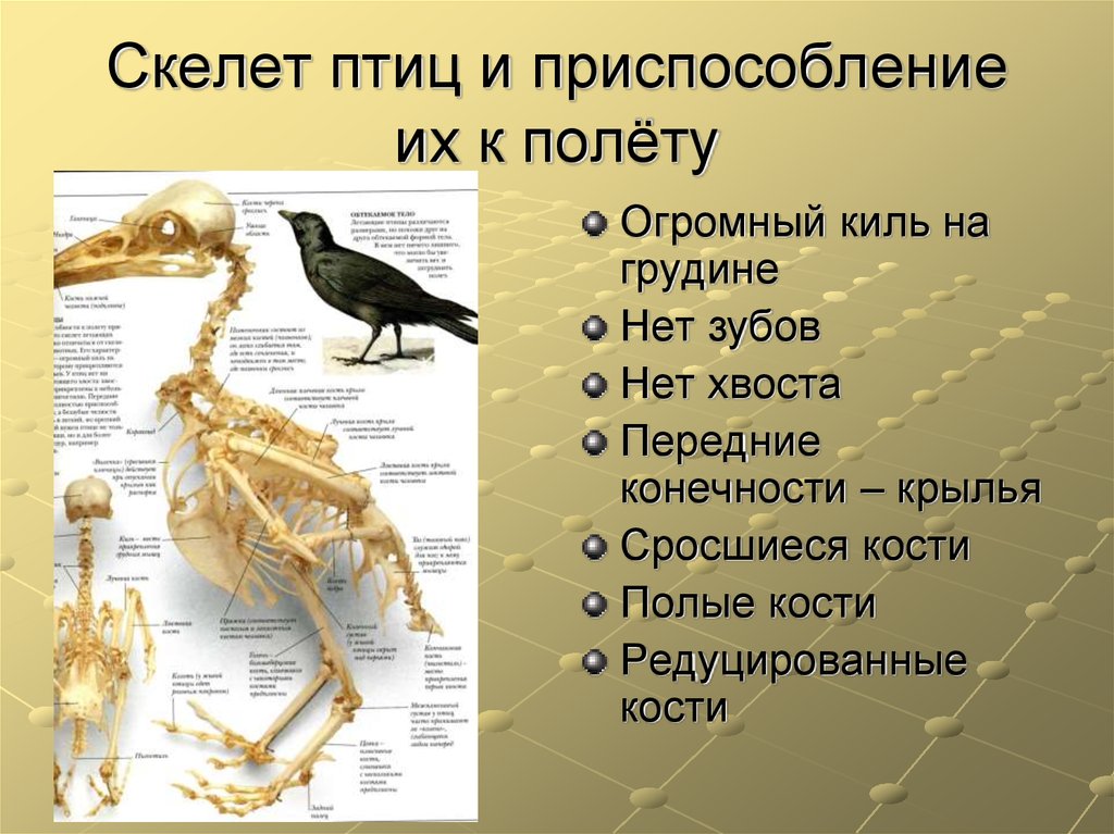 Скелет птиц приспособлен к полету. Приспособление скелета птиц к полету. Препосслабленик птптиц к палету. Скелет птицы. Приспособления птиц к полету.