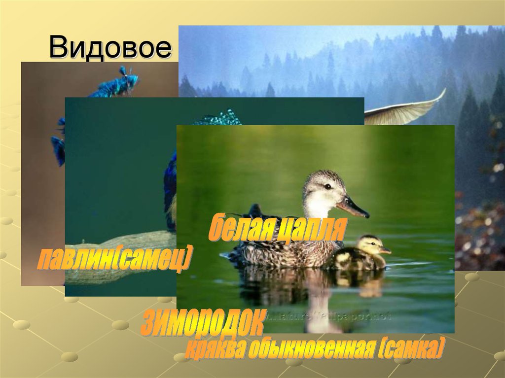 Видовое разнообразие птиц