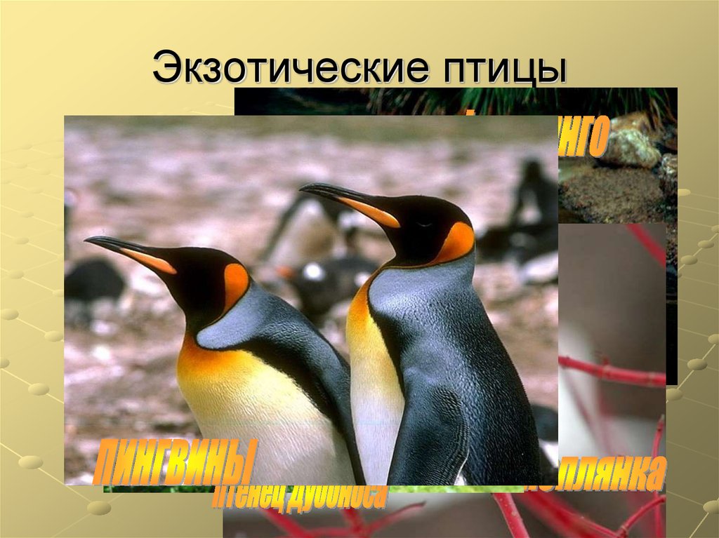 Экзотические птицы