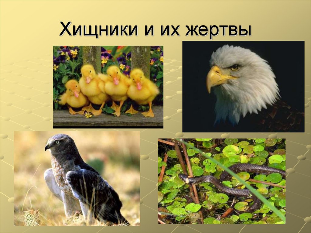 Хищники и их жертвы